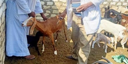 الطب البيطرى بأسوان تنجح فى تحصين 40 ألف رأس من الثروة الحيوانية - اخبارك الان