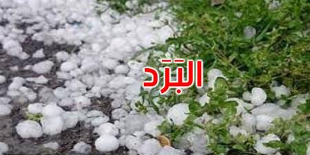 القصرين: البَرَد يلحق أضرارا متفاوتة بالزراعات الكبرى والزياتين والأشجار المثمرة - اخبارك الان