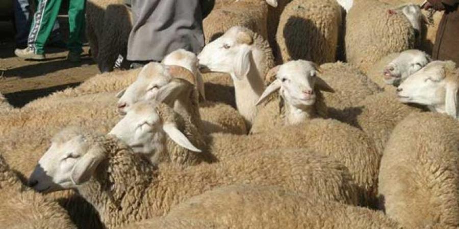 عاجل/ مسؤول يؤكد تراجع أسعار الأضاحي ب200 و300 دينار..ما القصة..؟! - اخبارك الان