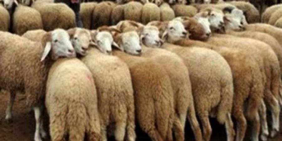 عاجل/ أضاحي العيد: إتفاق مبدئي على اعتماد هذه التسعيرة - اخبارك الان