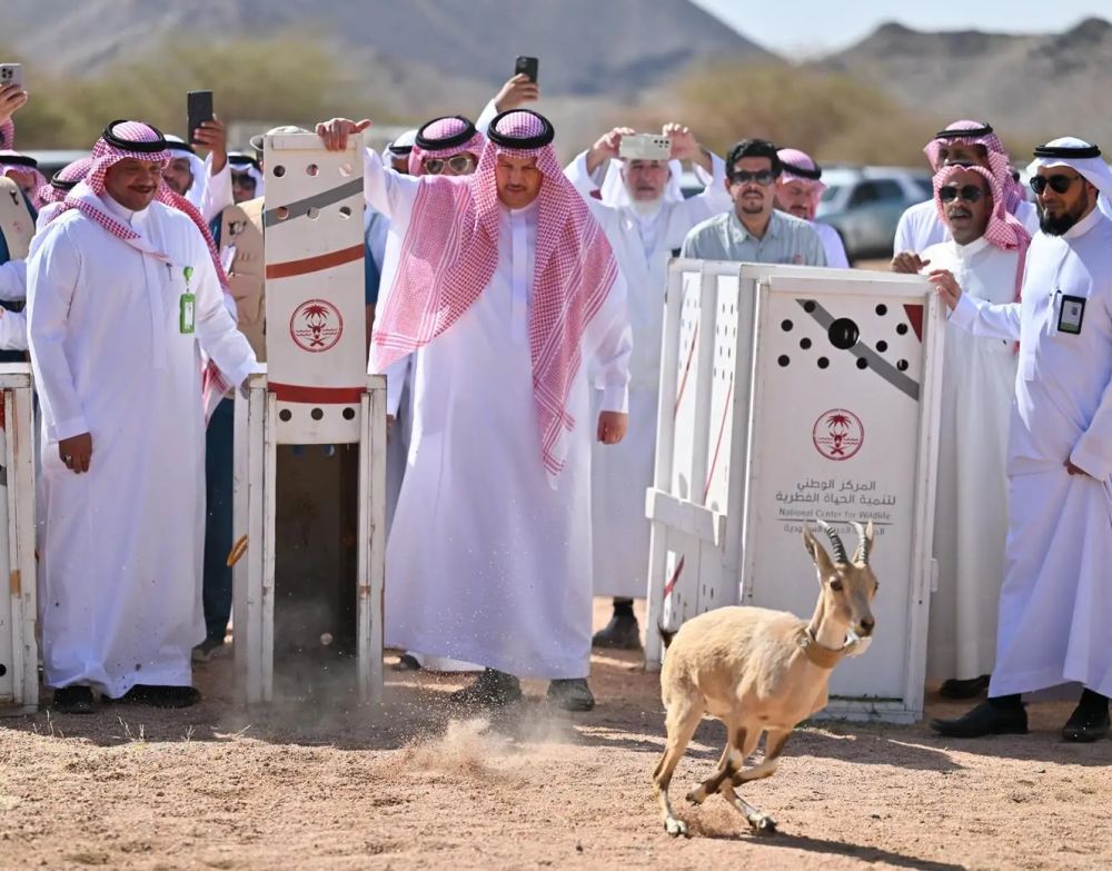 إطلاق 22 كائنًا فطريًا مهددًا بالانقراض في المدينة المنورة