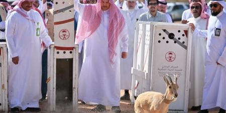 إطلاق 22 كائنًا فطريًا مهددًا بالانقراض في المدينة المنورة - اخبارك الان