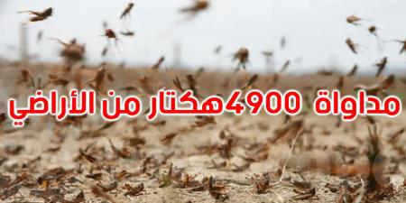 وزير الفلاحة يُحذّر: الجراد الصحراوي يهدّد الأمن الغذائي لأكثر من 60 دولة - اخبارك الان