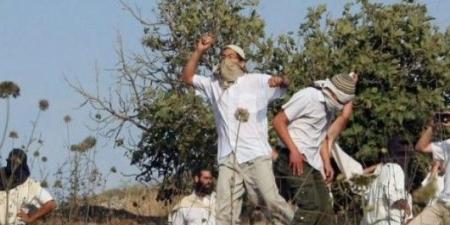 المستوطنون الصهاينة اعتدوا على قرية المغير برام الله في الضفة المحتلة - اخبارك الان