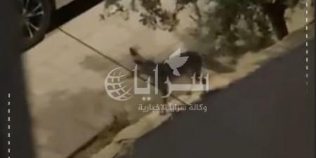 بالفيديو .. "الحصيني" يغادر الغابات يجوب شوارع الزرقاء ! .. ظهوره يثير الذعر والاستغراب - اخبارك الان