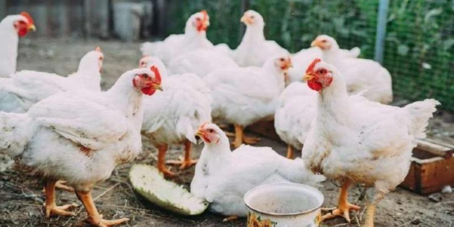 انخفاض طفيف في أسعار الدواجن اليوم الخميس 1 مايو 2025اليوم الخميس، 1 مايو 2025 12:59 مـ   منذ ساعة 31 دقيقة - اخبارك الان