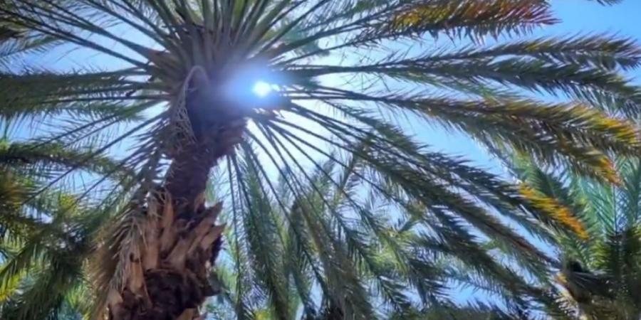 ”النخيل“ يعيد فتح باب التسجيل في برنامج شراء التمور - اخبارك الان