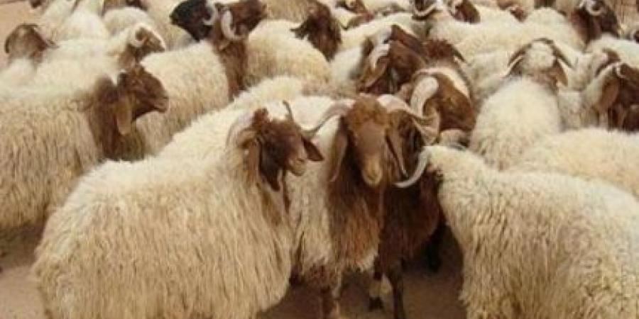 وزير الزراعة: نعمل على آلية محوكمة لتعداد الأغنام - اخبارك الان