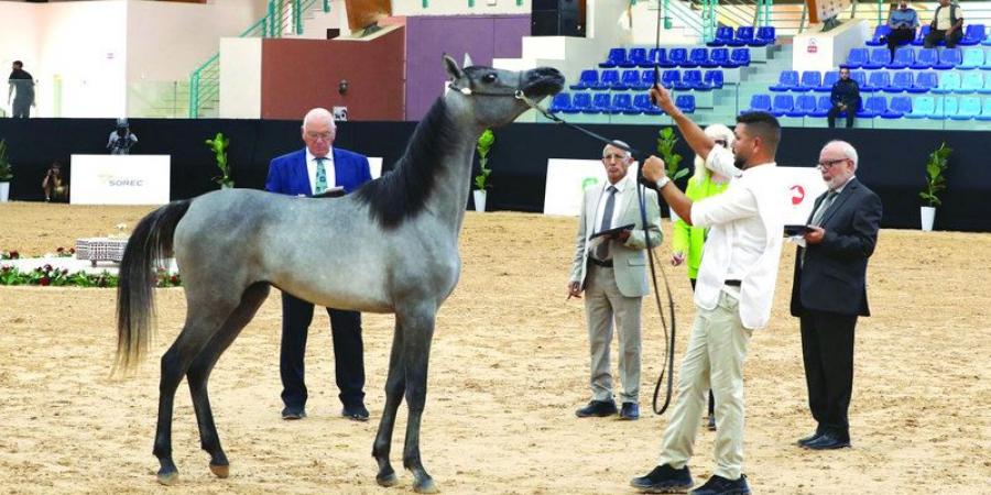 من المغرب.. جمال الخيول العربية يخطف الأنظار في كأس الإمارات - اخبارك الان