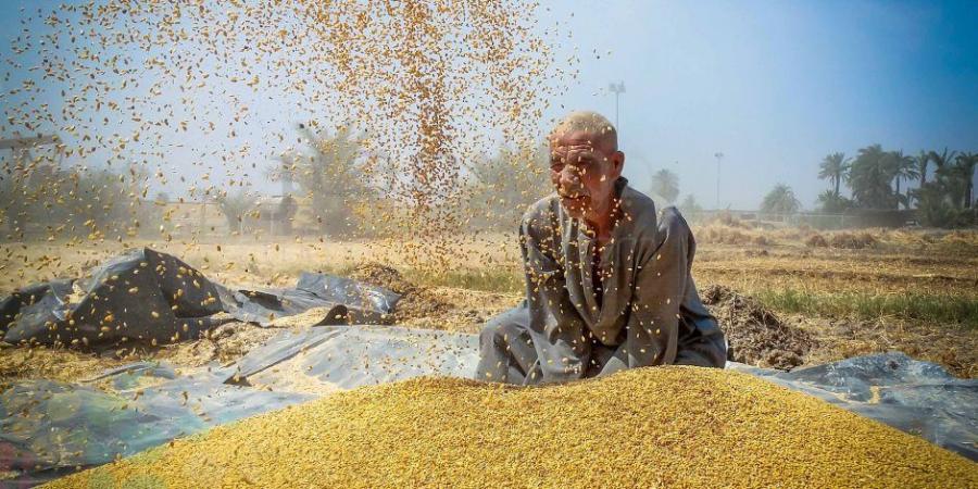 خيرك يا بلدنا.. توافد سيارات توريد القمح المحلي على صوامع الغلال بالإسكندرية - اخبارك الان
