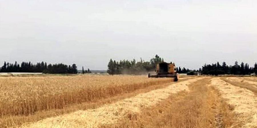 مع بدء موسم حصاد القمح … زراعة طرطوس تطلب من المزارعين عدم إشعال النيران بعد حصاد الحقول - اخبارك الان