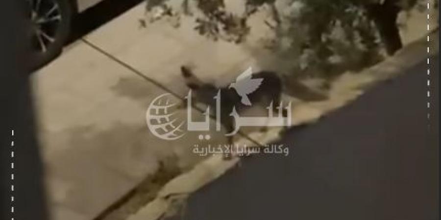 بالفيديو .. "الحصيني" يغادر الغابات يجوب شوارع الزرقاء ! .. ظهوره يثير الذعر والاستغراب - اخبارك الان