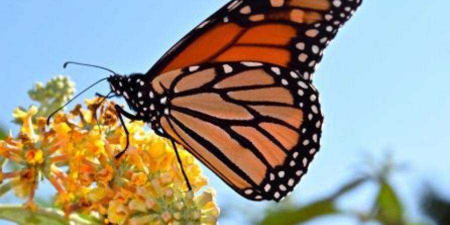 تفسير رؤيا الفراشة في المنام - اخبارك الان